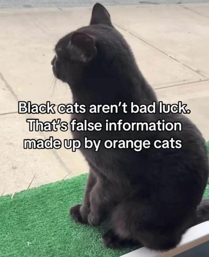 A black cat sits, looking away from the camera, with a humorous caption about cats and luck. Perfect for cats memes.