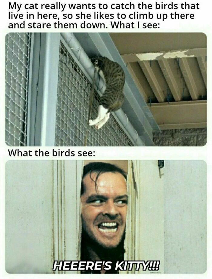 A cat meme showing a tabby climbing a cage, contrasted with Jack Nicholson's face from The Shining. Cats and memes are funny.