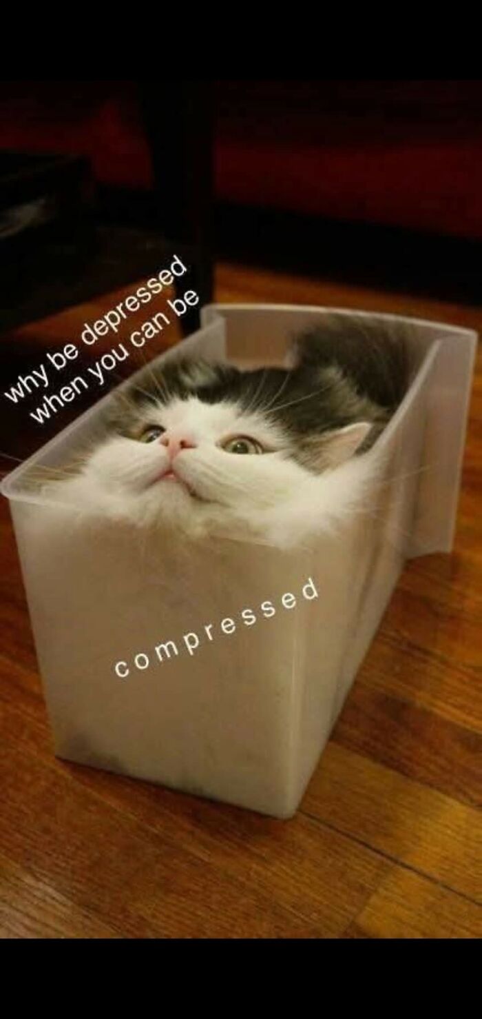 A funny cat meme featuring a fluffy cat compressed into a clear container, with text asking why be depressed when you can be compressed.