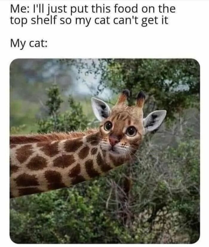 Humorous meme: a cat's face photoshopped onto a giraffe's neck, reaching for high shelves. A funny cat meme.