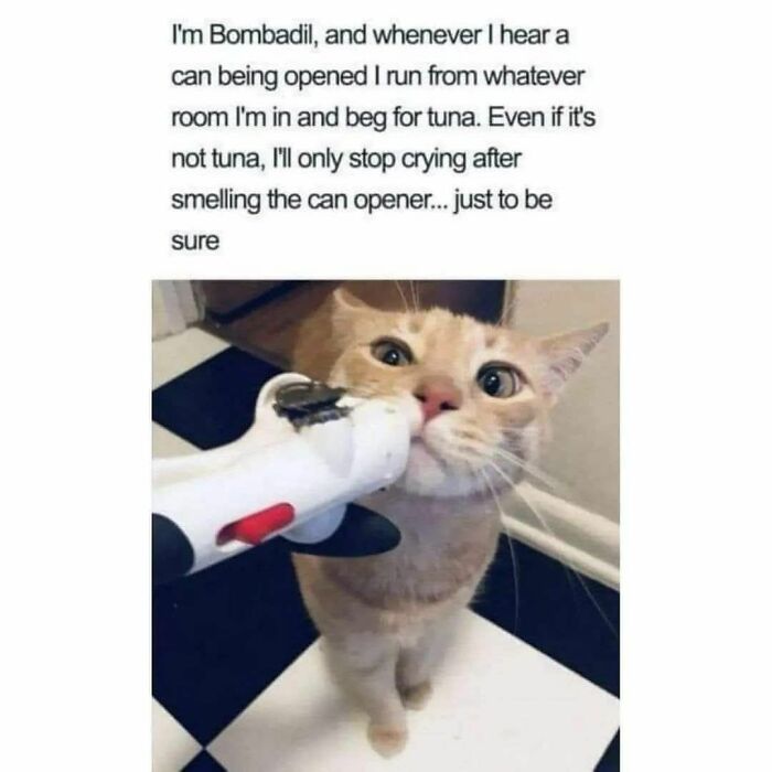 An orange cat, Bombadil, sniffs a can opener, with text describing how cats beg for tuna. A funny cats meme.