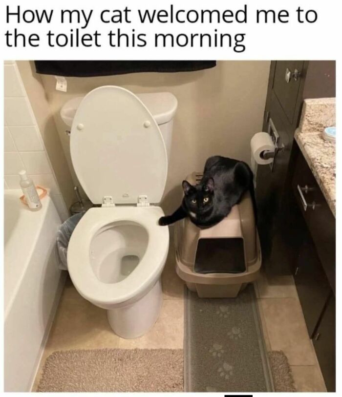 Memes-I-Wish-Could-Tag-My-Cat-In
