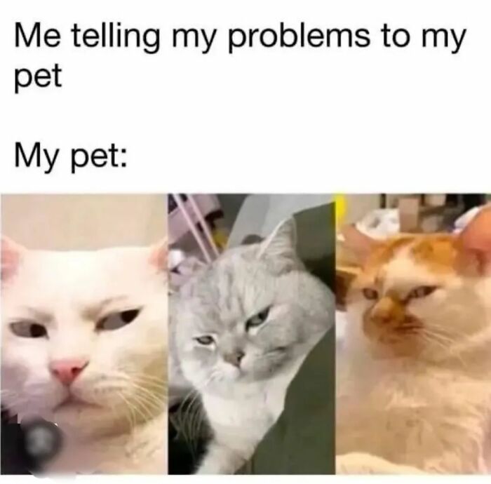 Memes-I-Wish-Could-Tag-My-Cat-In