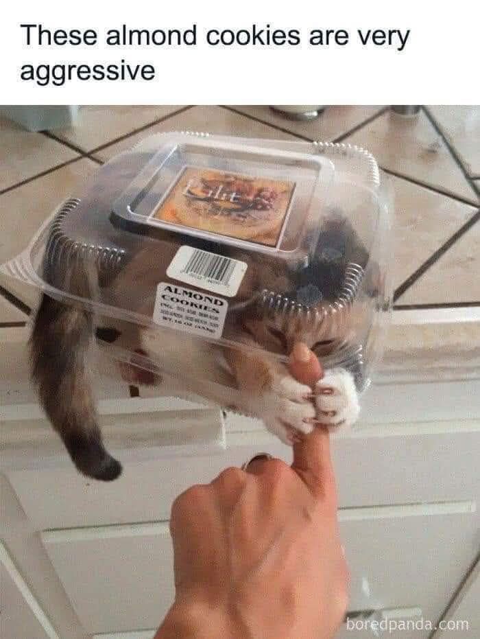 Memes-I-Wish-Could-Tag-My-Cat-In