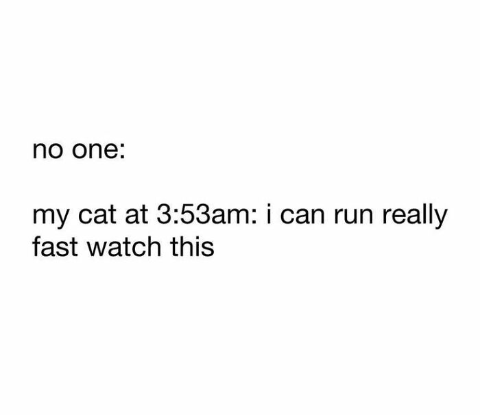 Memes-I-Wish-Could-Tag-My-Cat-In
