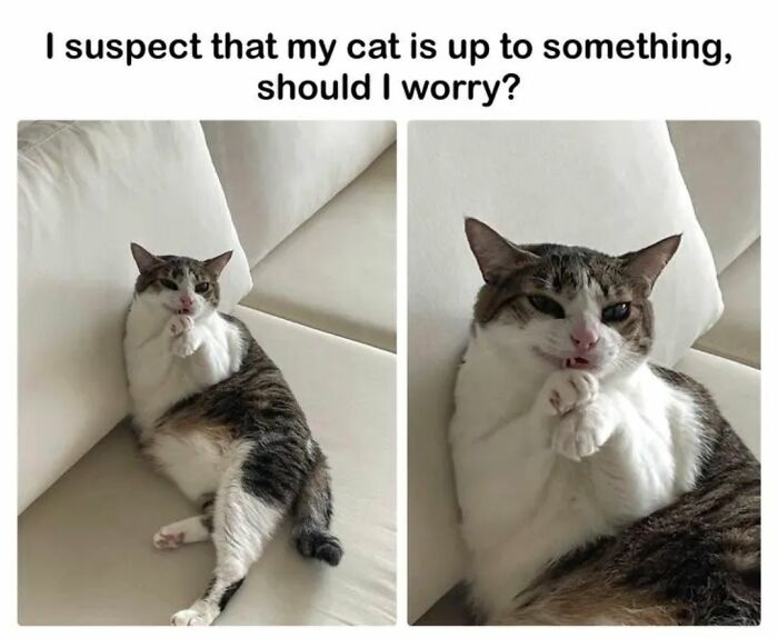 Memes-I-Wish-Could-Tag-My-Cat-In