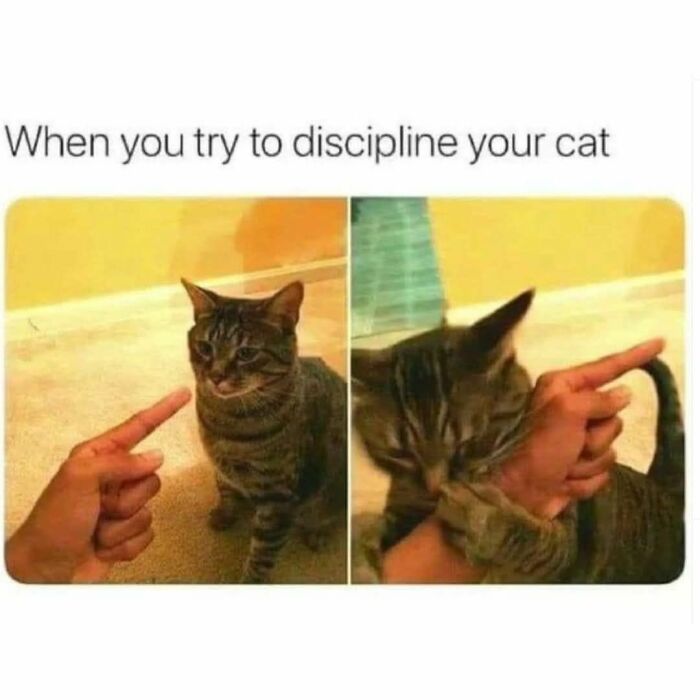 Memes-I-Wish-Could-Tag-My-Cat-In