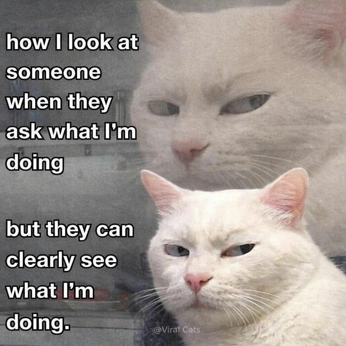 A white cat meme, looking annoyed with squinted eyes, embodying the phrase "how I look at someone when they ask what I'm doing but they can clearly see what I'm doing." This cat meme is sure to make you laugh.
