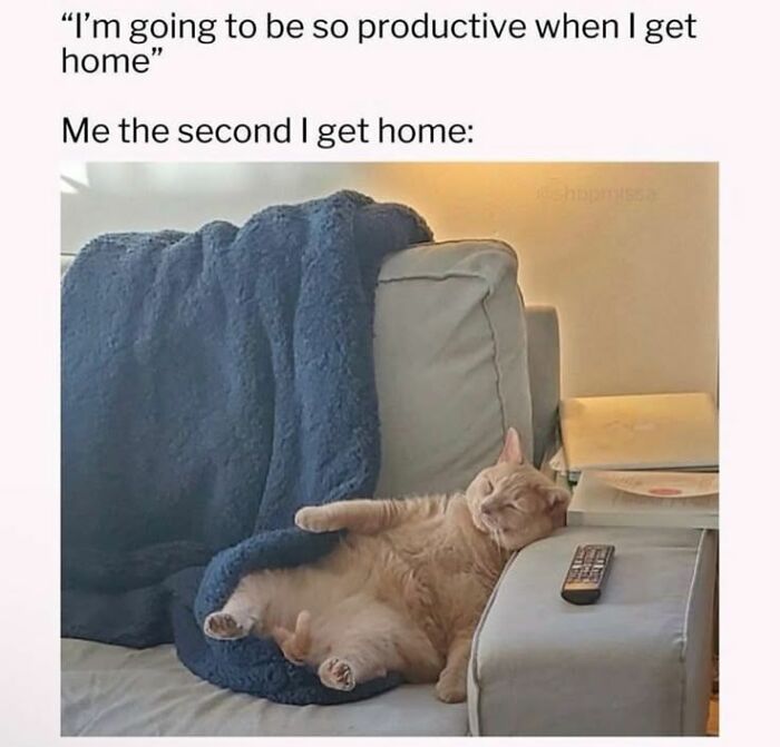 A cat meme showing a ginger cat napping on a couch with a blue blanket. It's a funny meme about cats on the internet.