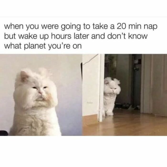 This cat meme shows a fluffy white cat looking disoriented after a long nap, perfect for cat memes.