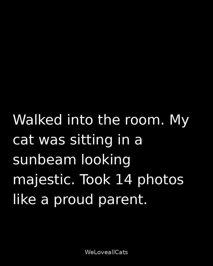 A funny text meme about a majestic cat in a sunbeam, inspiring many photos. Relatable for cat lovers and internet memes.