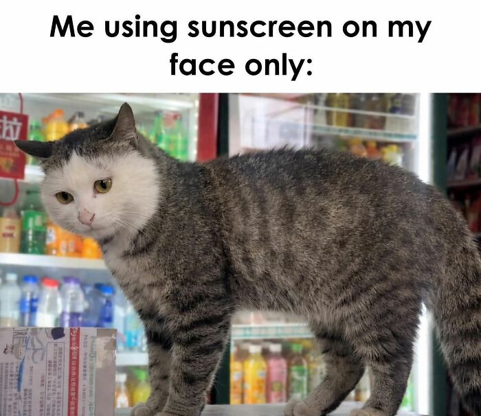A funny cat meme: a tabby cat with a white face, appearing as if it only applied sunscreen to its face.