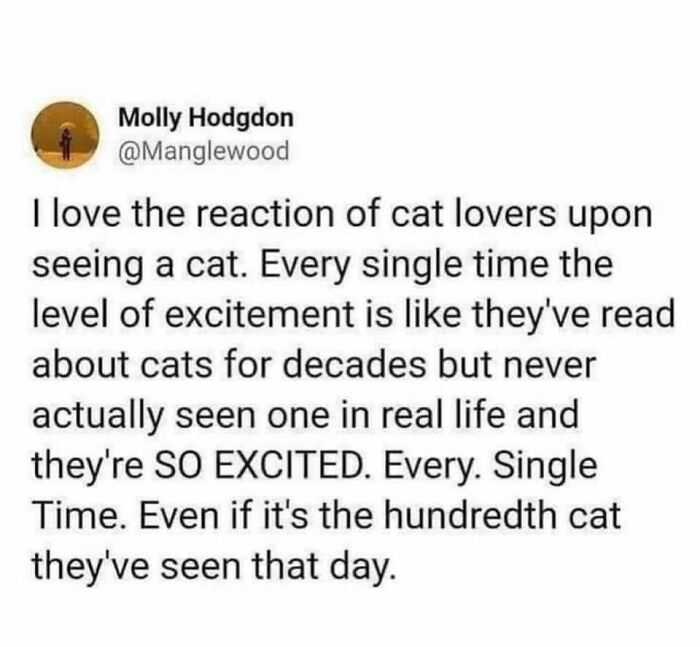A tweet from Molly Hodgdon about the unending excitement of cat lovers when seeing a cat, perfect for cat memes.