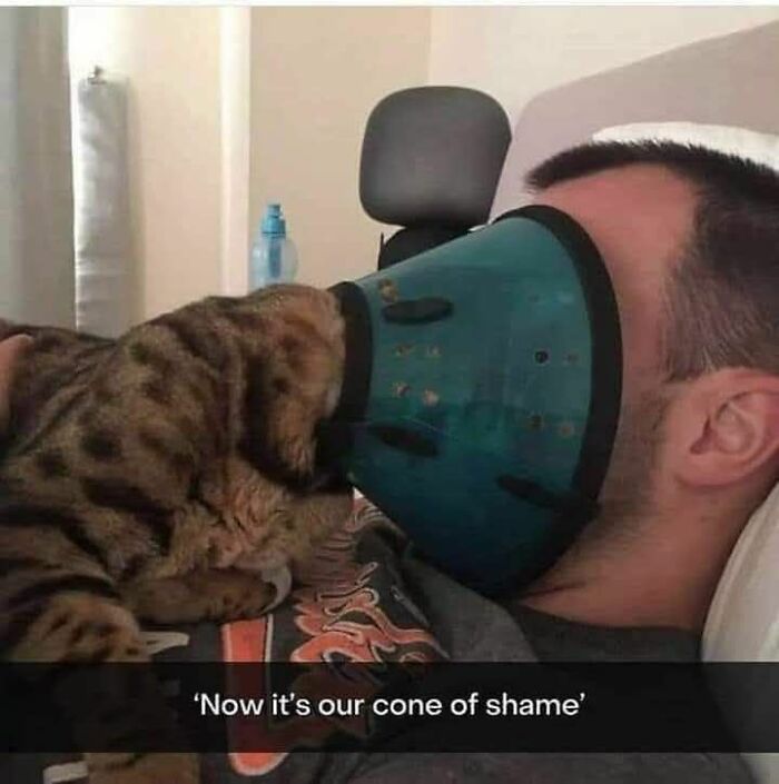 A tabby cat snuggling into a man's face, both sharing a large blue cone. Funny cat memes for laughs.