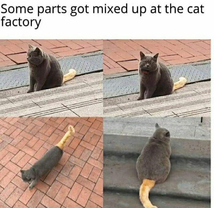 A humorous cat meme showing different grey cats with a distinct orange tail. These funny cats make great memes.
