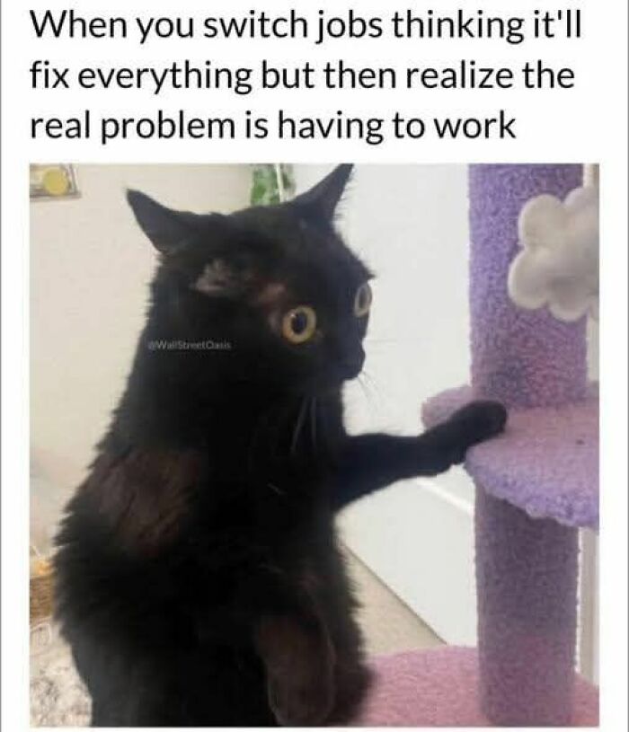 Memes-I-Wish-Could-Tag-My-Cat-In