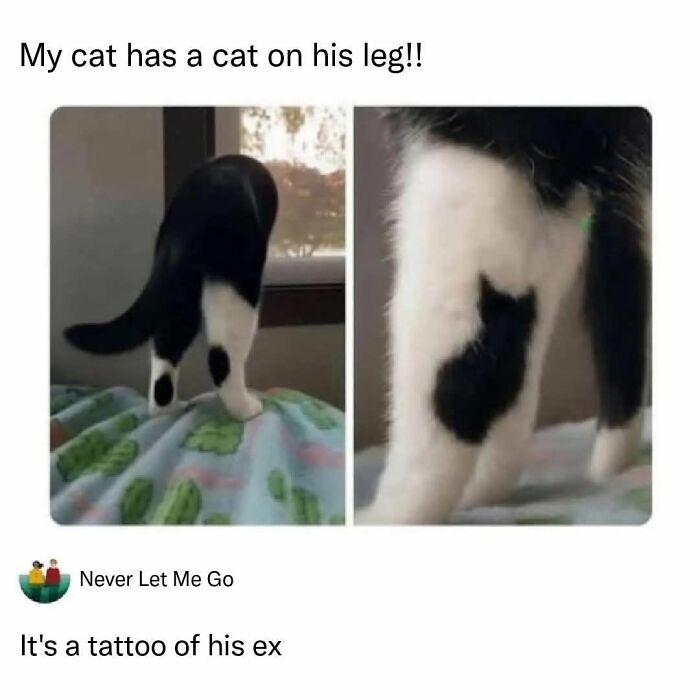 Funny cat memes showing a black and white cat with a black, cat-shaped spot on its leg, humorously labeled as a tattoo.