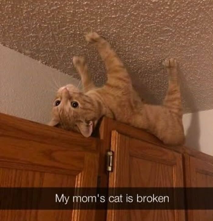 An orange cat is upside down on top of a cabinet, looking at the camera. This cat meme is hilarious!