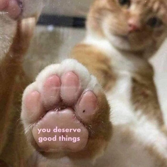 A cute ginger and white cat places its paw on glass with the text "you deserve good things." Perfect for cat memes.