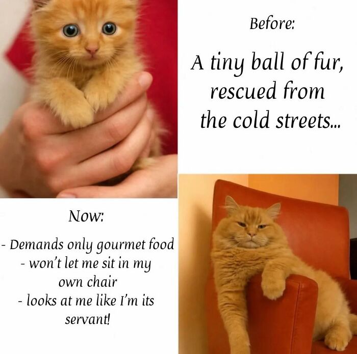 A funny cat meme showing a tiny kitten before and a pampered adult cat now, highlighting humorous cat behavior.