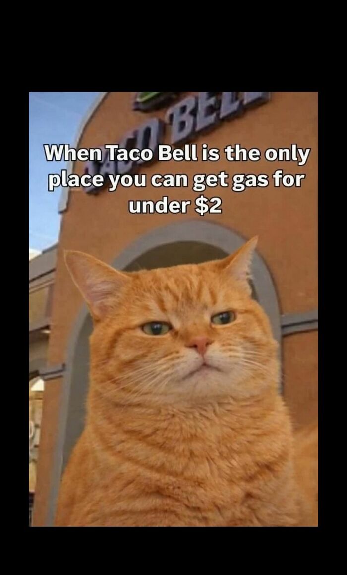 An orange cat stares skeptically in front of a Taco Bell, a popular cat meme. This cat would love internet memes.