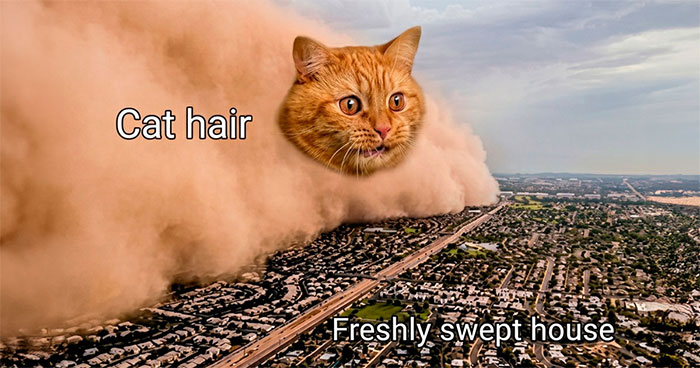 If Cats Could Use The Internet, They Would Probably Love These 79 Memes (New Pics)