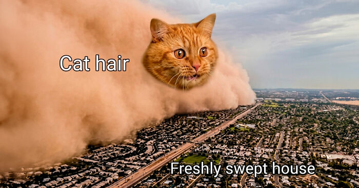 If Cats Could Use The Internet, They Would Probably Love These 79 Memes (New Pics)