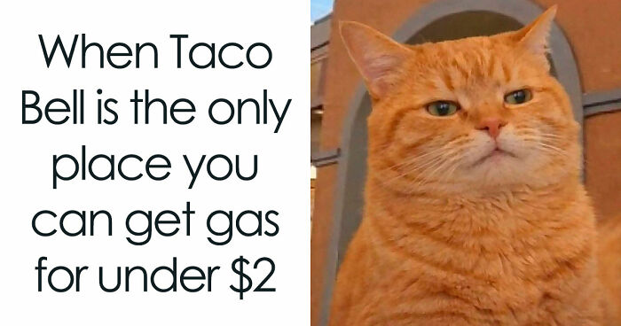 If Cats Could Use The Internet, They Would Probably Love These 79 Memes (New Pics)