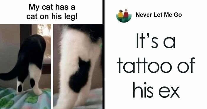 If Cats Could Use The Internet, They Would Probably Love These 79 Memes (New Pics)