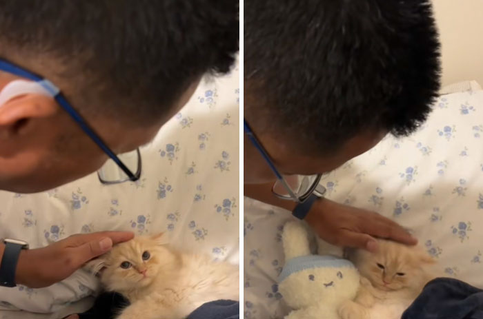 A man with glasses gently pets a fluffy ginger kitten. The kitten is relaxed, enjoying the attention. Men who got a pet.