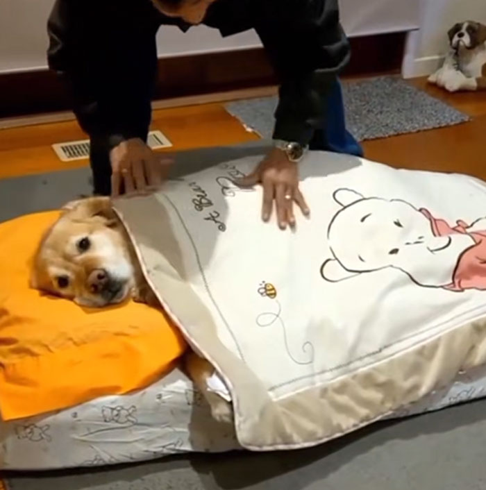 A man tucks in his pet dog, a golden retriever, under a Winnie the Pooh blanket. Men got a pet.