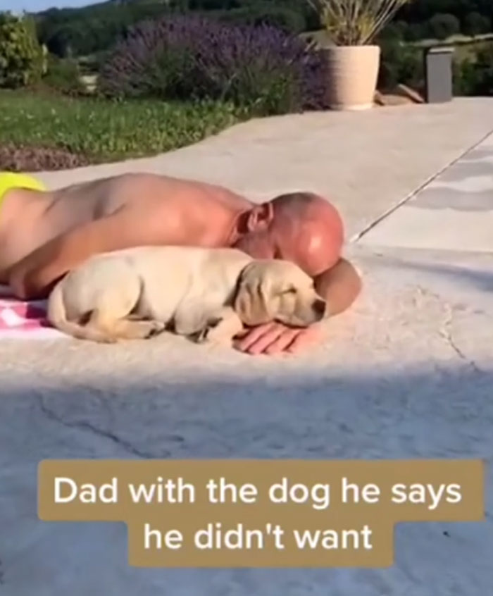 A man with a bald head lying down, cuddling with a sleeping yellow lab puppy. Men got a pet.