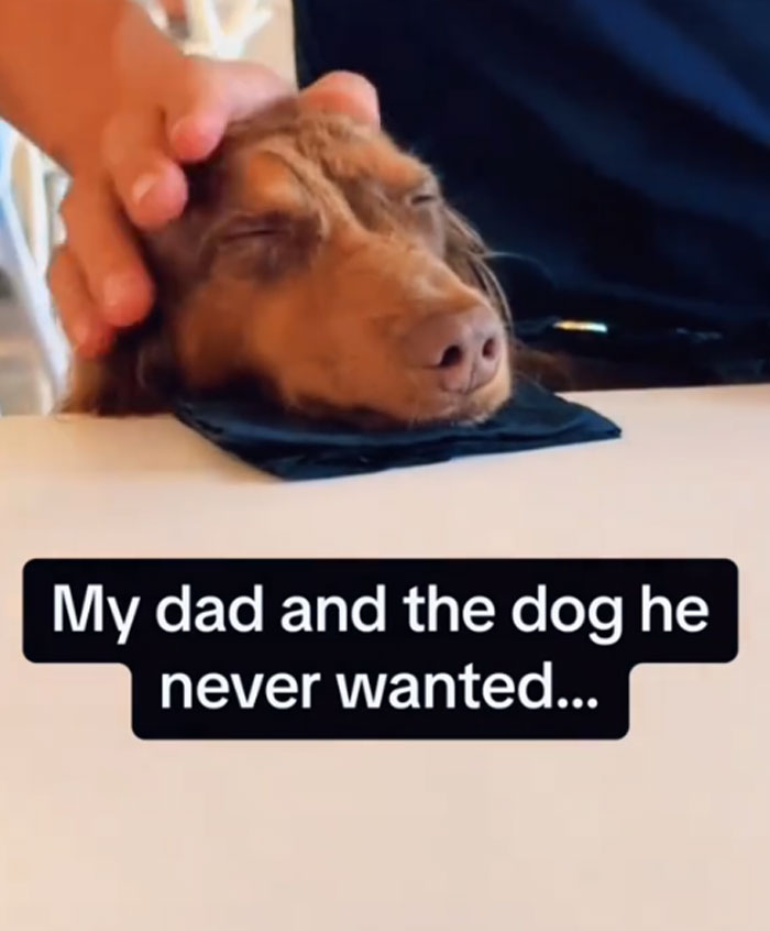 A man gently pets a relaxed long-haired dachshund. This pet dog was likely initially unwanted but is now loved.