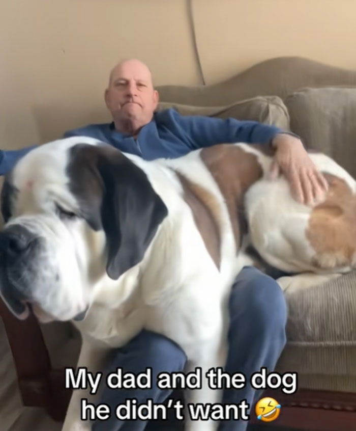 A man on a couch, reluctantly got a pet. A large dog lies across his lap, as he pets it.