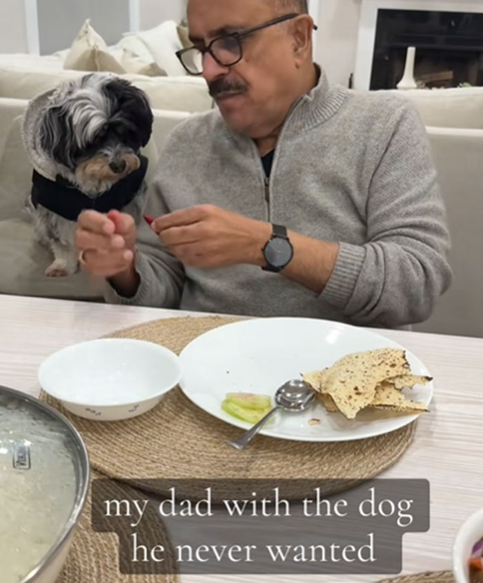 A man at a table, glasses on, feeding a small dog in a black harness. Men got a pet against their will.
