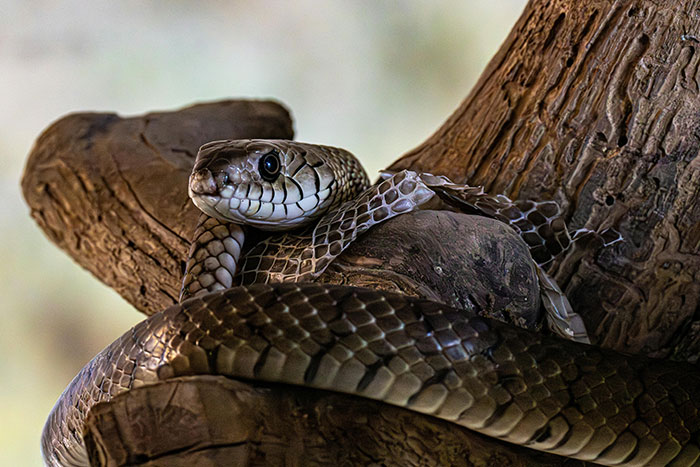 A close-up of a snake shedding its skin on a tree branch, featuring its eye and patterned scales. Evokes messed up school stories.