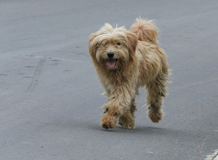 A happy, shaggy golden dog trots on an asphalt road, mouth open. Reminds us of younger years and school stories.