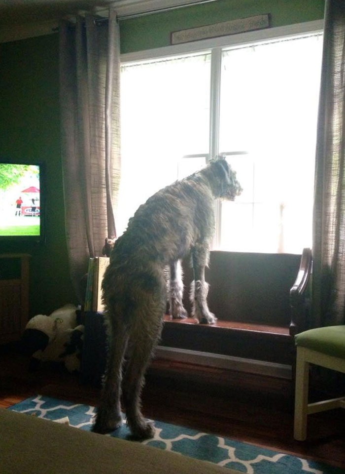 Tall dog looking out window creating strange silhouette
