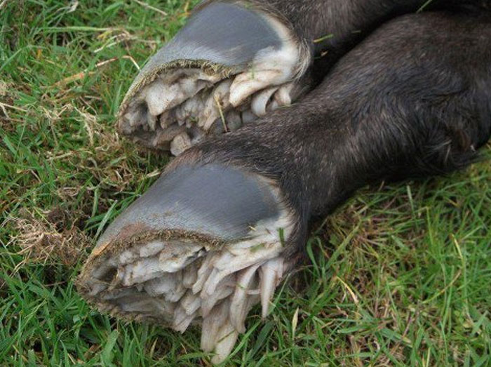 Disturbing image of decomposed hooves with exposed bones