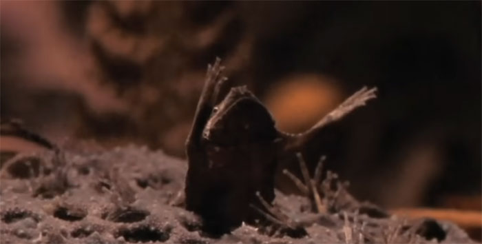 Small animal raising arms standing on rocky surface
