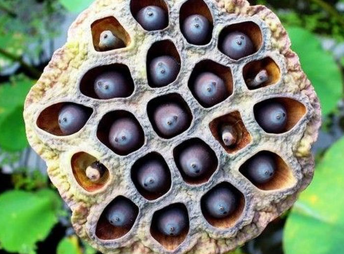 Close-up of a lotus seed pod with oddly shaped purple seeds