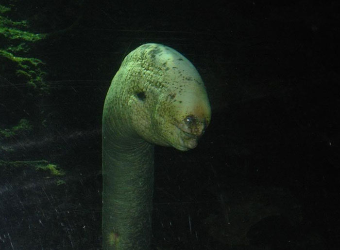 Close-up of a scary-looking green sea creature with dinosaur-like features