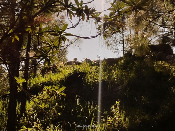 Sunlight streaming through trees onto grassy hill in forest scene