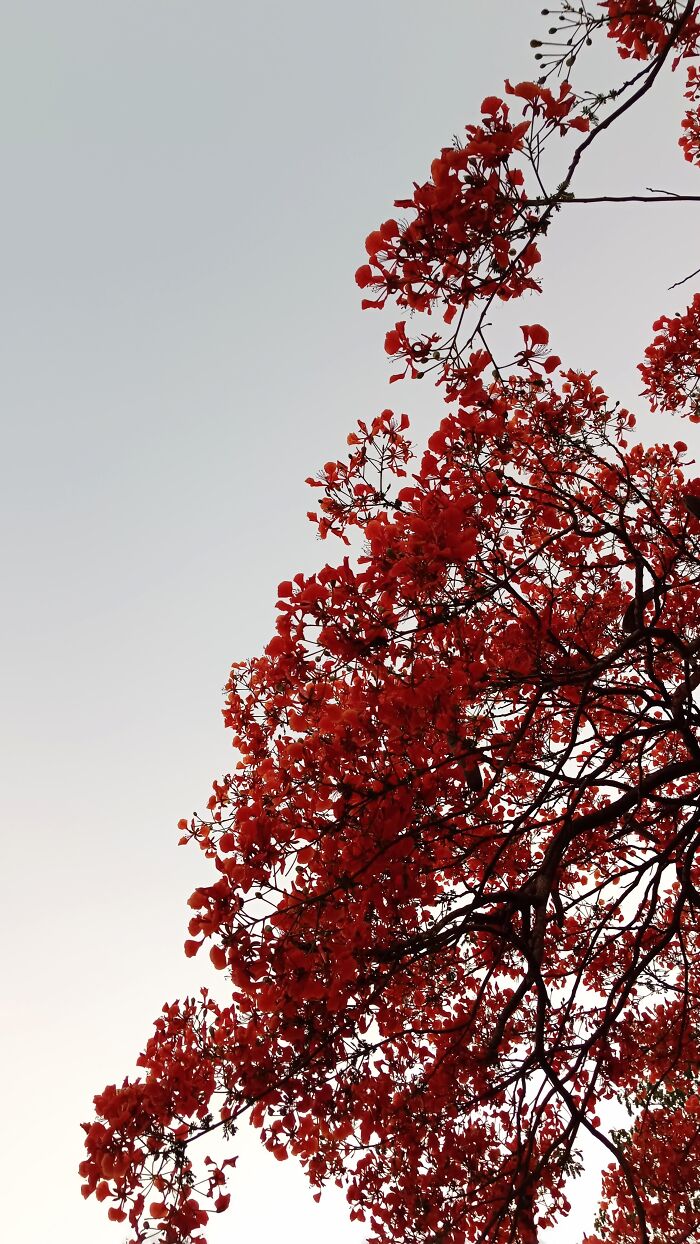 Branches with red flowers against a pale clear sky