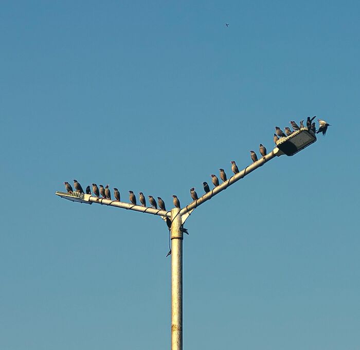Group of birds resting on streetlight against clear blue sky in incredible photos