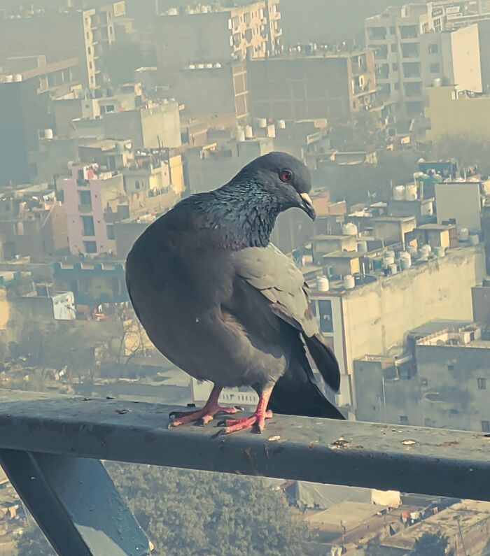 Close-up of pigeon perched on railing with city background in random camera clicks