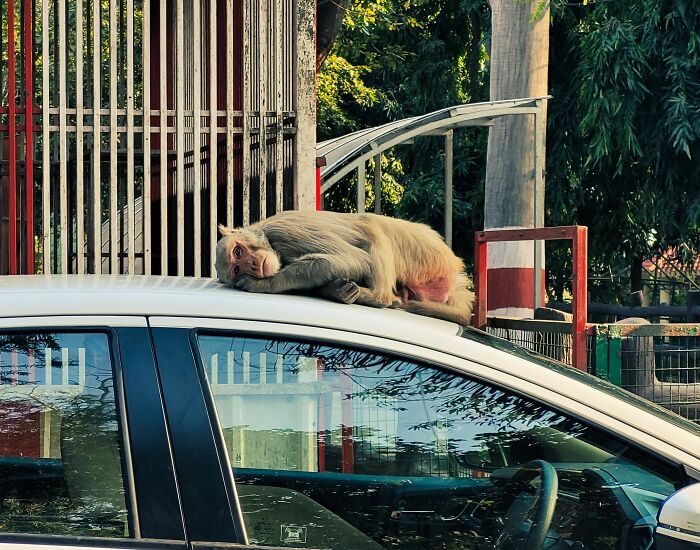 Monkey resting on a car roof near fence captured in random incredible photo