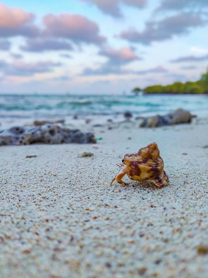 Close-up photo of a hermit crab on sandy beach with ocean in background incredible photo