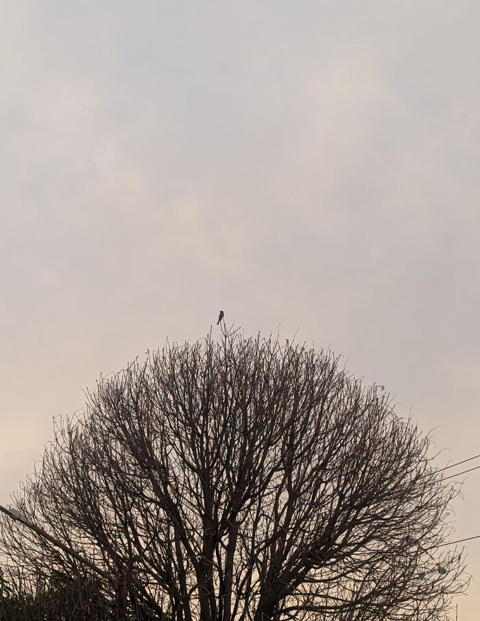 Bare tree with a bird perched on top against a cloudy sky captured in a random camera click
