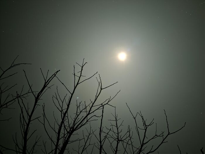 Random camera click of bare tree branches silhouetted against the night sky with full moon
